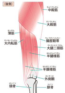 膝裏の筋肉と骨